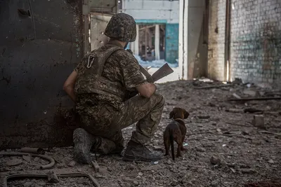 Рождены для любви, обучены для службы, преданны до конца» (животные на  фронтах Великой Отечественной)