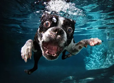 мир собак: собака под водой» — создано в Шедевруме