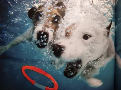 Милая собака плавает под водой …» — создано в Шедевруме