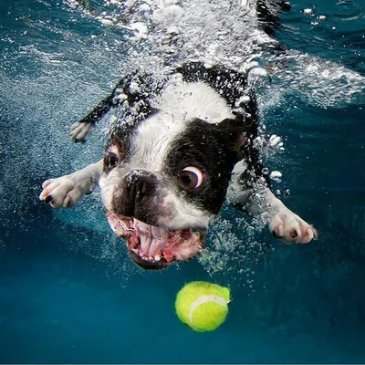 Крупным планом широкоугольный подводный снимок собаки под водой | Премиум  Фото