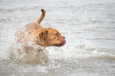 Собака в воде - красивые фото