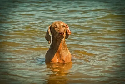 Собаки под водой и кошки в лодках: как в США пытаются спасти животных от  наводнения. Фотографии