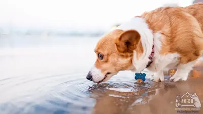 Собаки под водой: Мокрые и смешные (Сет Кастил) - купить книгу с доставкой  в интернет-магазине «Читай-город». ISBN: 978-5-38-906817-9