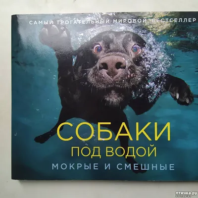 Животные, #Собаки, #Вода, #аватары, #картинки, #фото, #авы,  https://avatarko.ru/kartinka/28745 | Dogs, Cool dog houses, Dogs and puppies