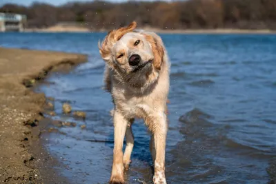 Рекомендации от ветеринаров Аист-Вет владельцам животных по безопасному  прибыванию собак на воде, г. Одинцово
