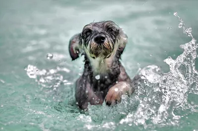 Милая собака в воде :: Стоковая фотография :: Pixel-Shot Studio