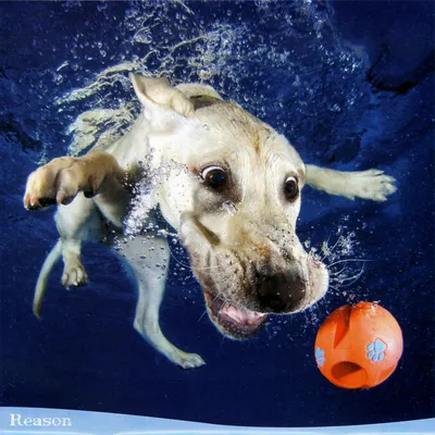 Подводная фотография коричневой собаки под водой Стоковое Фото -  изображение насчитывающей любимчик, портрет: 271502746