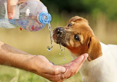 Как помочь собаке в жару: чем кормить и как охлаждать собаку летом