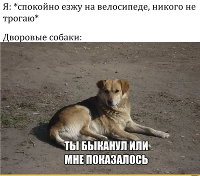 Купить книгу «Собаки под водой. Мокрые и смешные», Сет Кастил |  Издательство «КоЛибри», ISBN: 978-5-389-06817-9