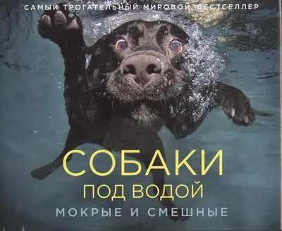 Я: *спокойно езжу на велосипеде, никого не трогаю* воровые собаки Д Ц1 11  II ¡771 / Приколы для даунов :: Буквы на белом фоне :: собака (собакен,  песель, пес) :: разное /