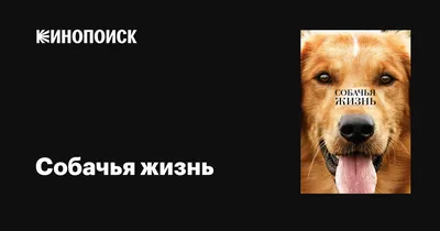 Собаки под водой: Мокрые и смешные (Сет Кастил) - купить книгу с доставкой  в интернет-магазине «Читай-город». ISBN: 978-5-38-906817-9