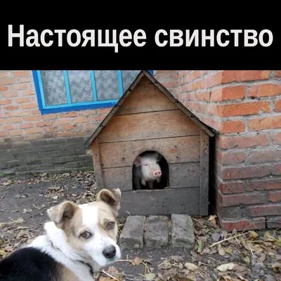 До и после прогулки: смешные фото собак-грязнуль, которые сделают ваш день