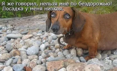 Собачья жизнь, 2017 — описание, интересные факты — Кинопоиск