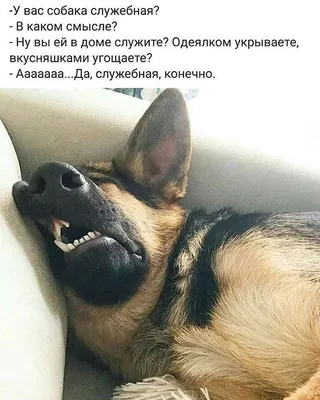 собаки / смешные картинки и другие приколы: комиксы, гиф анимация, видео,  лучший интеллектуальный юмор.