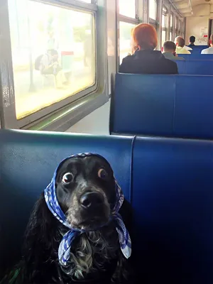 шутки#статусас#собака#юмор | Puppies and kitties, Funny animals, Cute dogs