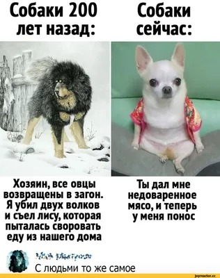 Пазл Trefl Смешные портреты собак 2000элементов 27119 купить по цене 32.2  руб. в интернет-магазине Детмир