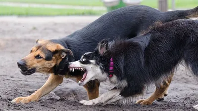 Найдена собака на Приморском шоссе, ищем хозяев | Pet911.ru