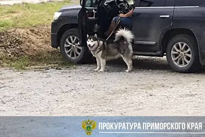 В Приморье женщина выбросила на дороге хромую собачку