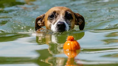 Пропала собака, Приморский край | Pet911.ru