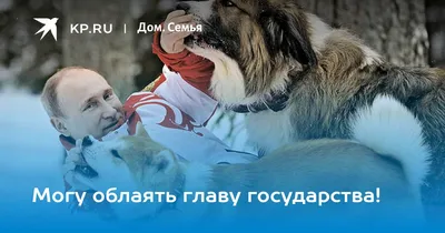 О Кадырове, цепных псах, шакалах и флэшмобе «Гордость России» | Новости |  Краснотурьинск.инфо