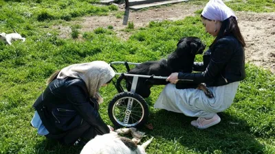 История пса Адольфа: хотели убить в ДНР, подарили Кадырову, но он вернулся  домой