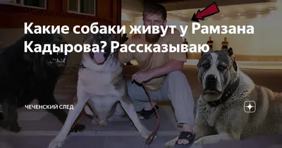 Какие собаки живут у Рамзана Кадырова? Рассказываю | Чеченский след | Дзен