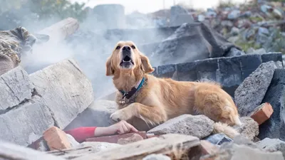 Собаки спасатели фото фотографии