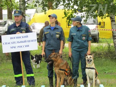 Каждый спасатель должен пройти аттестацию, собаки - не исключение