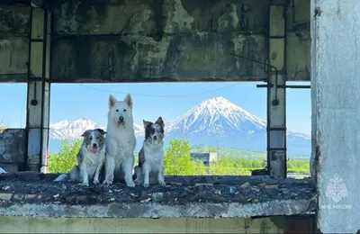 Город животных - 🐶Собаки-спасатели🐶⠀ ⠀ 👉🏻Это одни из самых сильных и  выносливых животных. Благодаря уникальному обонянию и слуху стало возможным  использование собак в спасательных операциях, когда необходимо найти людей  в воде и