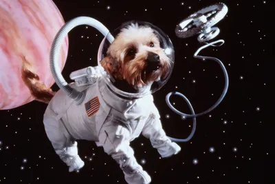 Капитан Бардак на связи: на Netflix вышли хаотично-комические Dogs in Space  | Анимация на 2x2 | 2021