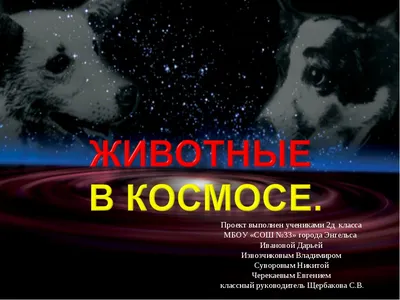 Звездные псы: кто покорял космос до Белки и Стрелки — 02.06.2021 — В  России, В мире, Lifestyle на РЕН ТВ