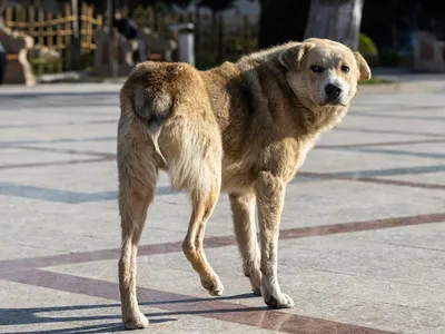 Собаки в космосе