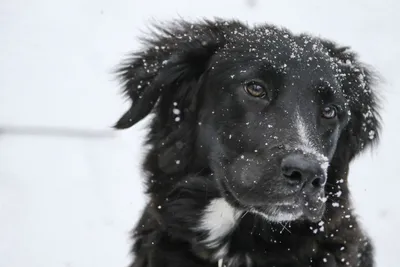 Собаки в снегу фото фотографии