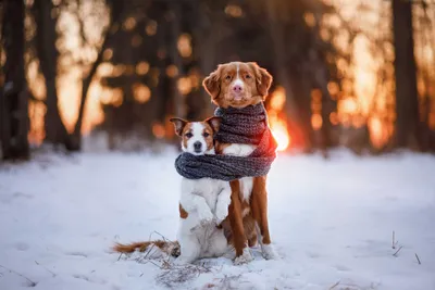 Вот почему снег может быть опасен для вашей собаки? | Dog Breeds | Дзен