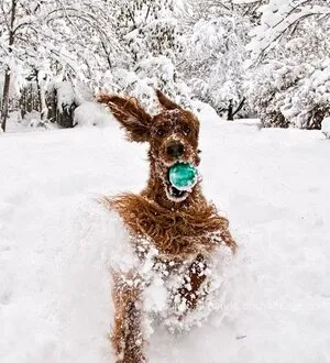 Собаки в снегу фотографии
