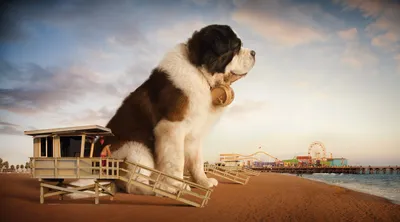Вот это великан! Немецкий дог по имени Зевс из Отсего, Мичиган, был отмечен  в новой книге Рекордов Гиннеса 2013, как самая большая собака… | Instagram