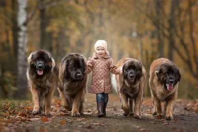 25 огромных очаровательных собак, которые думают, что они всё ещё маленькие