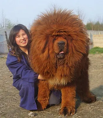 Собака великан | Giant dog breeds, Giant dogs, Big dogs