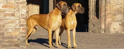 Собаки гиганты ! Клёвое фото . | любознательный Павел | Дзен