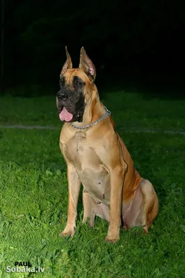 Сенбернар собака: фото, характер, описание породы