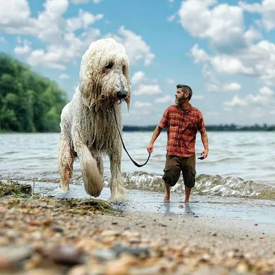Немецкий Дог: Самая большая собака в мире! » uCrazy.ru - Источник Хорошего  Настроения