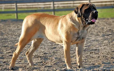 Bisko - корм для собак - Этот пушистый гигант никого не оставит  равнодушным! 💕Восточноазиатские собаки вызывают восхищение и уважение к  породе! В этом животном гармонично сочетается хороший характер и  неприхотливость, яркая, запоминающаяся