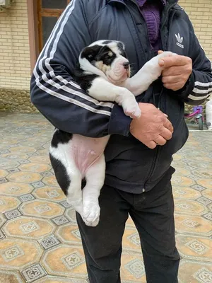 Гигантские собаки калечат людей: опасный питомник под Киевом