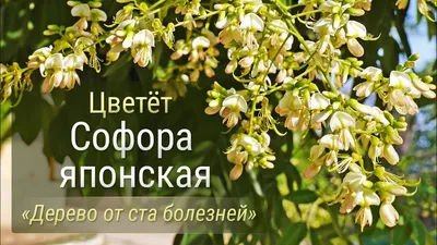 Софора японская – Купить в Иркутске – Доставка по РФ