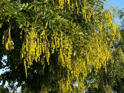 Софора японская (Styphnolóbium japónicum) – Лиственные деревья Буква «С» -  цветочный портал Ваш Сад!