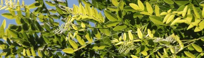 Софора японская (Sophora japonica)