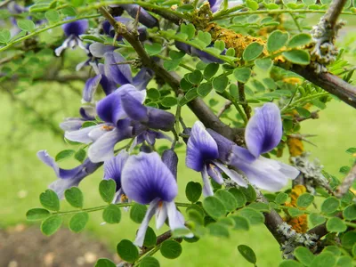 Софора японская - Sophora (Stypholbium japonicum) japonica (LEGUMINOSAE) -  SMS Marmara Group