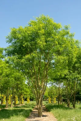 Софора японская семена (20 шт) (Styphnolobium japonicum) стифнолобий  японская акация медонос (ID#1327437247), цена: 89.10 ₴, купить на Prom.ua