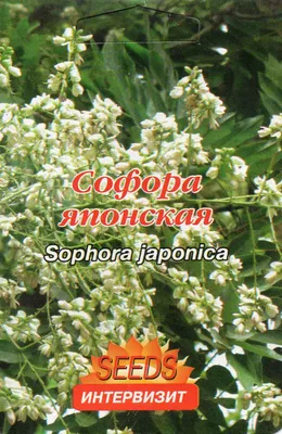 Юлія Струк: Про здоров'я просто - Софора японская – крупное раскидистое  дерево, которое относится к роду Стифнолобий в семействе Бобовые. Родиной  растения являются Япония и Китай. Из-за сходства с акацией его нередко