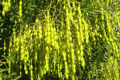 Софора японская плакучая (Sophora japonica 'Pendula') – Лиственные деревья  Буква «С» - цветочный портал Ваш Сад!